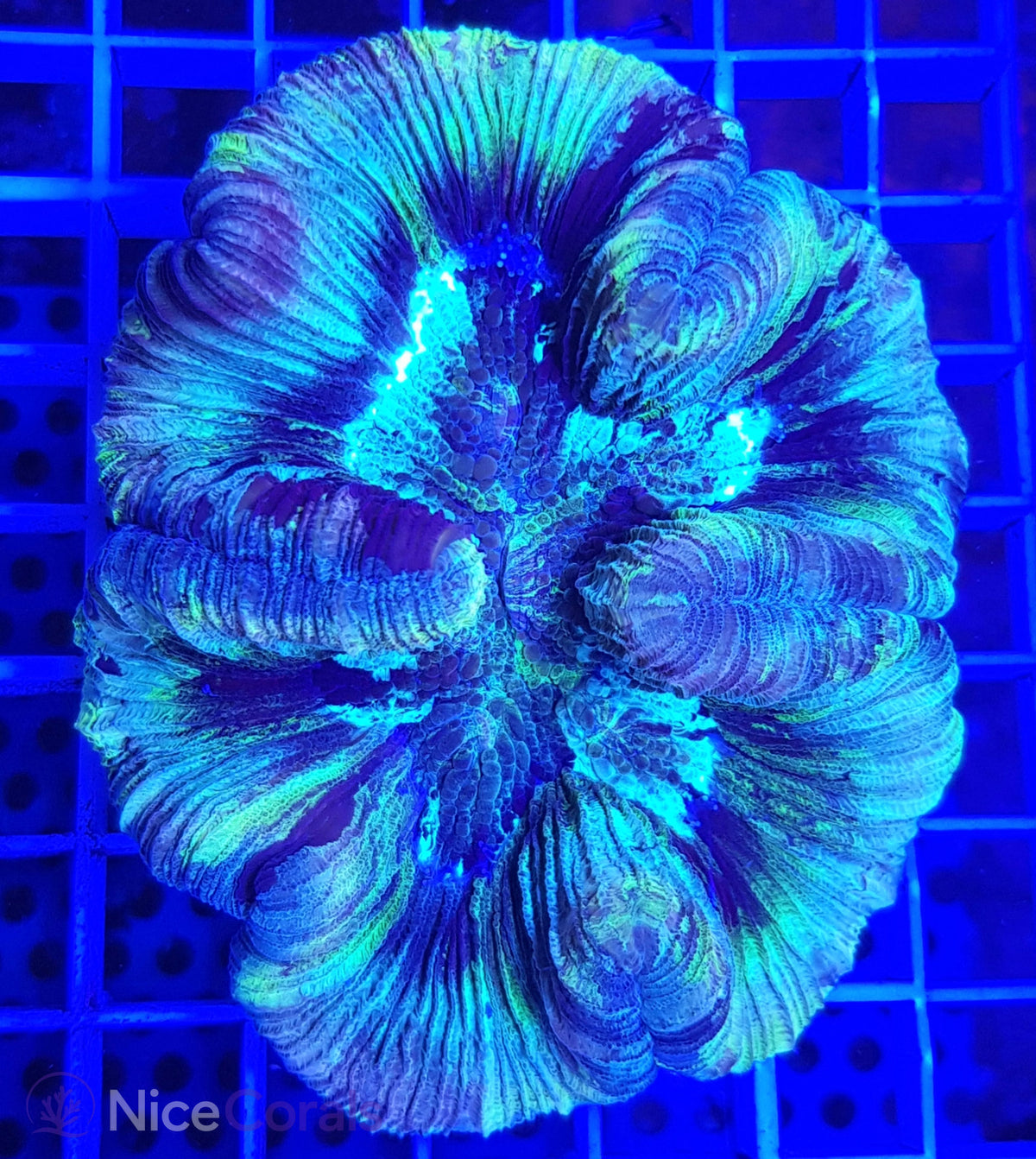 Trachyphyllia