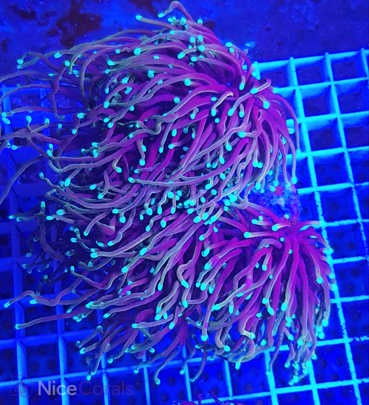 Euphyllia torch