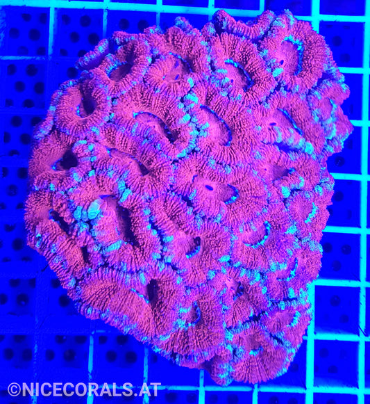 Acanthastrea