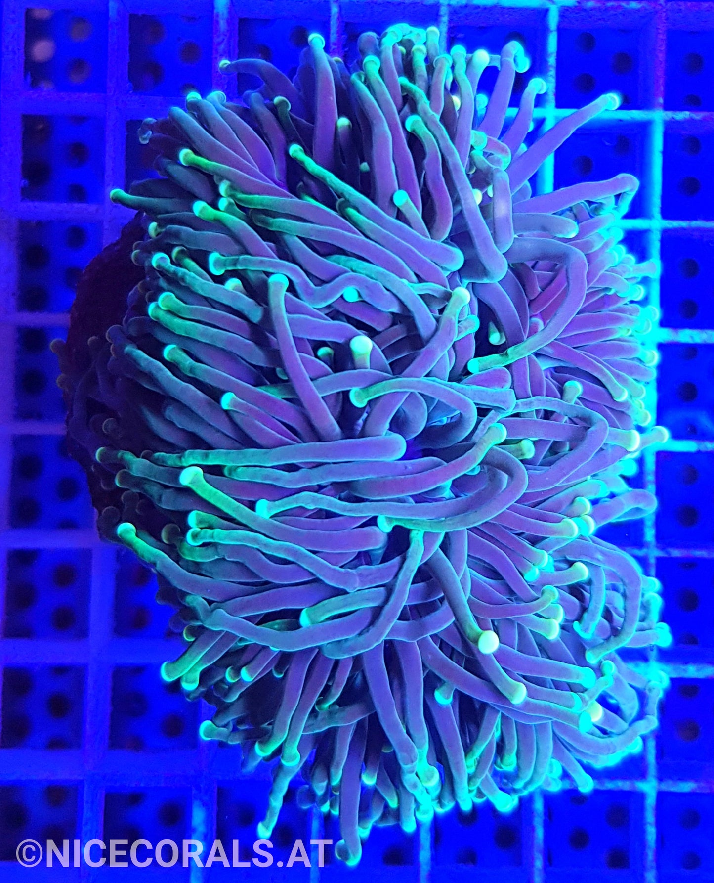 Euphyllia Glabrescens 4 Heads