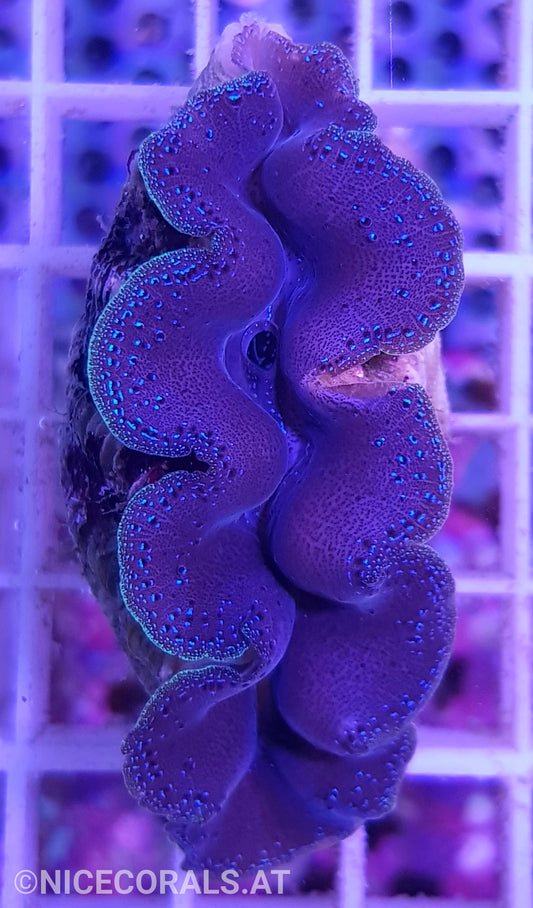 Tridacna crocea 6cm