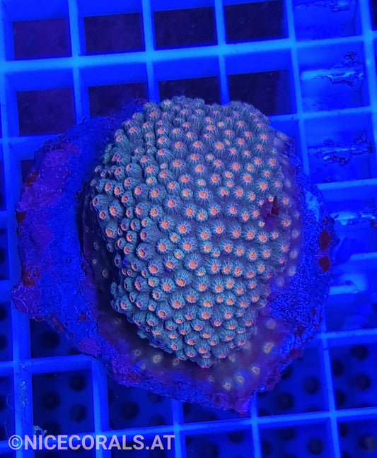 Cyphastrea