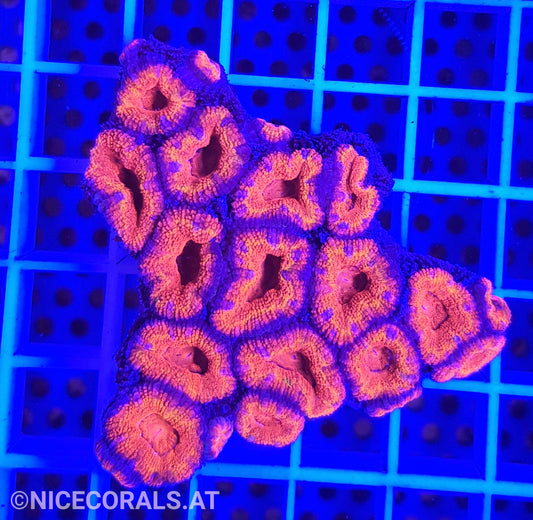 Acanthastrea