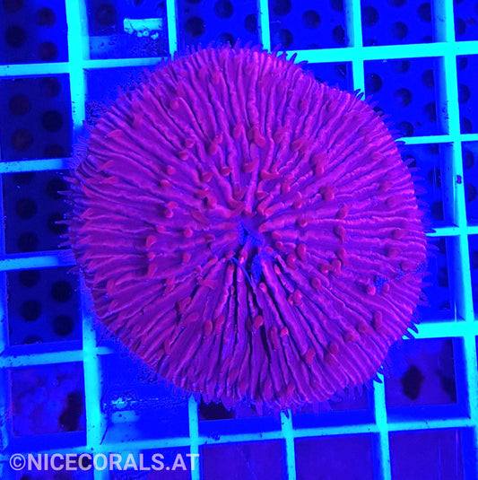 Cycloseris Red