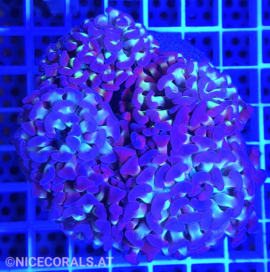 Euphyllia Paraancora 4-5 Heads