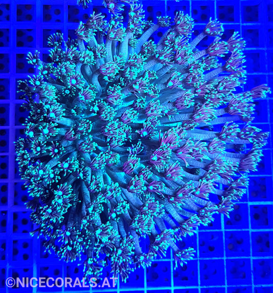 Goniopora XXL