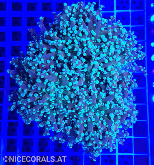Euphyllia Paradivisa 4-5 Heads