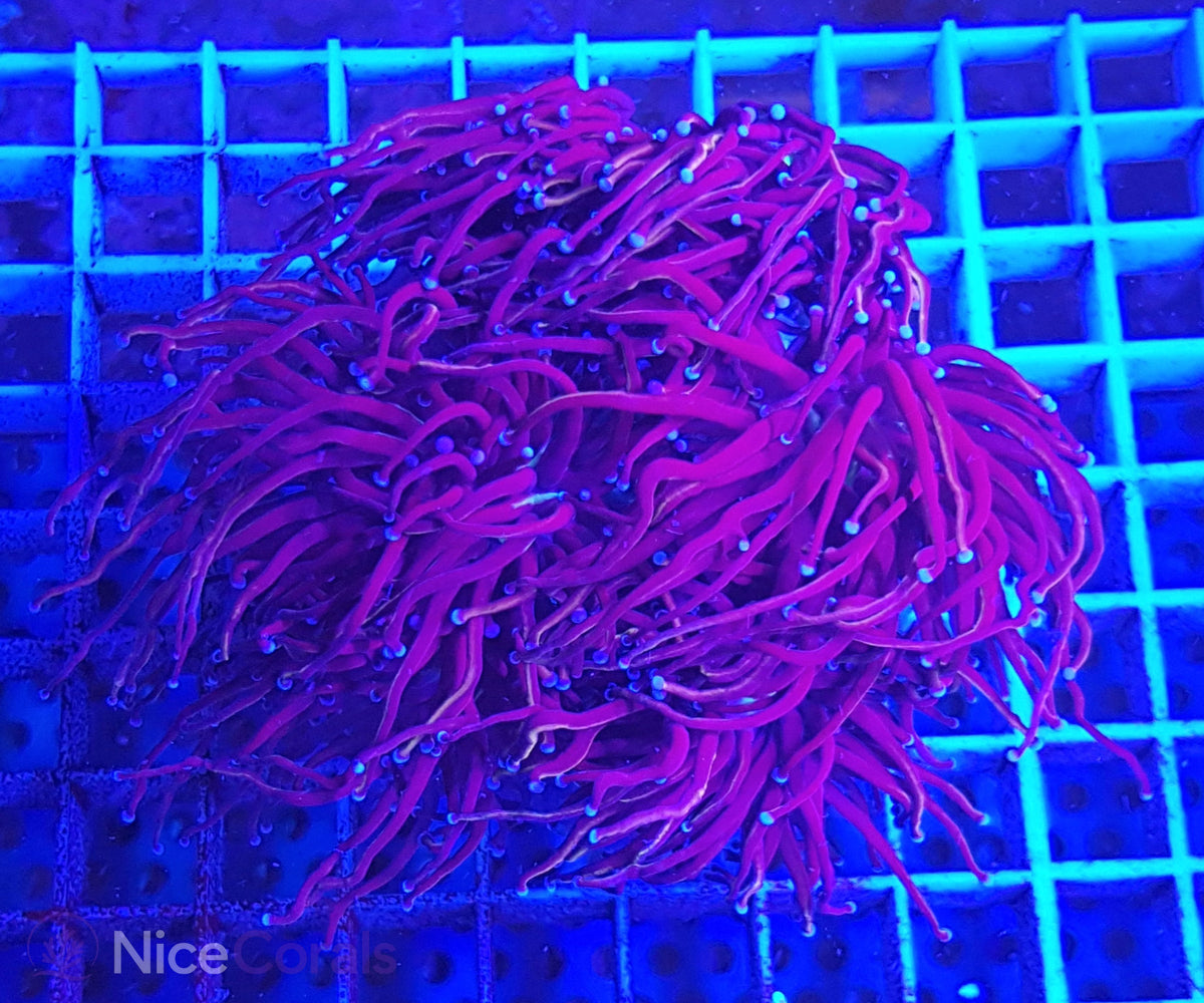 Euphyllia torch