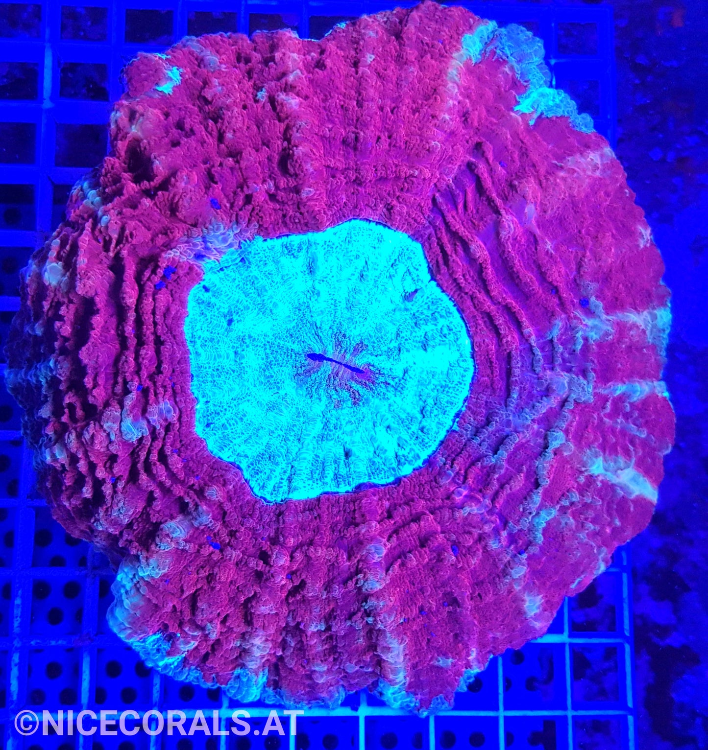 Cynarina SP. Acanthophyllia