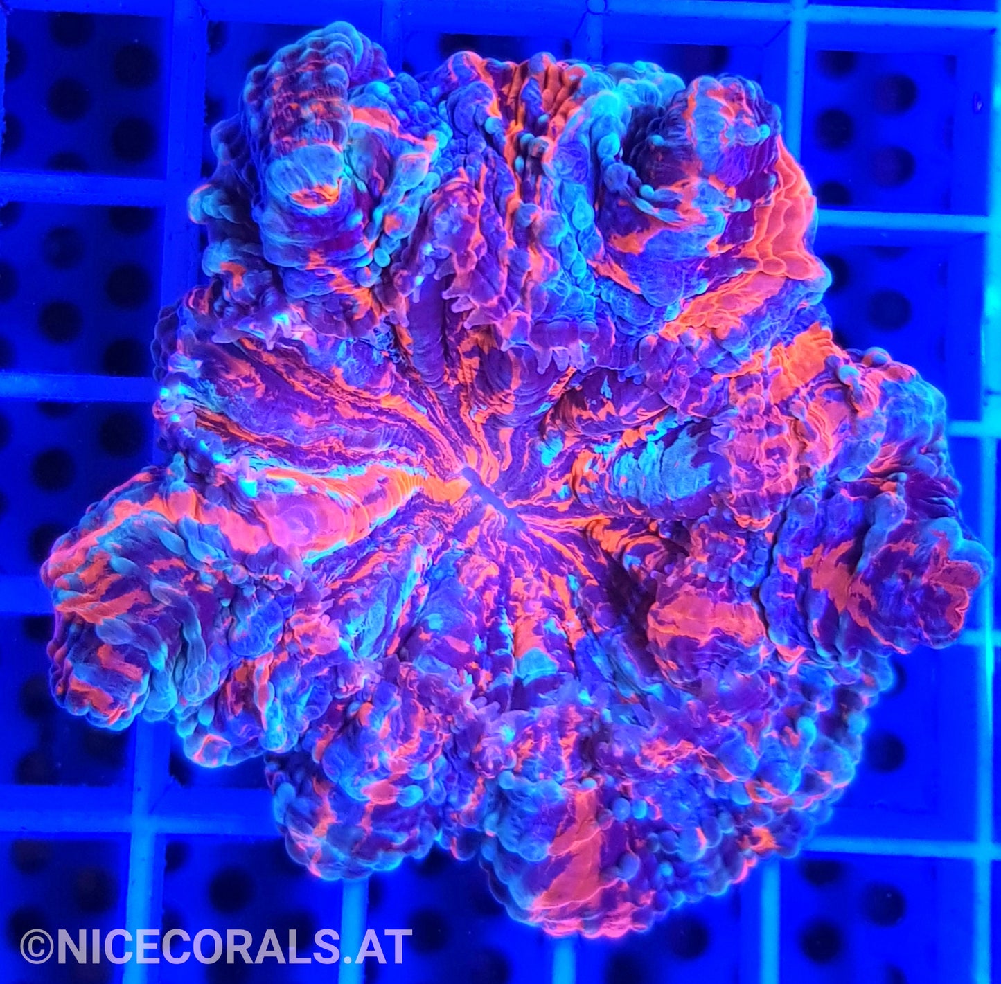 Cynarina SP. Acanthophyllia