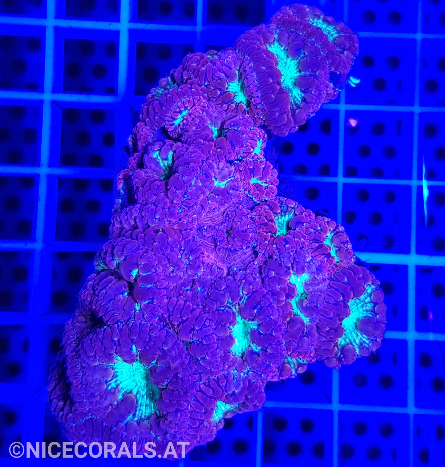 Blastomussa
