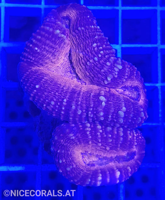 Lobophyllia