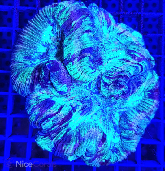 Trachyphyllia XXL