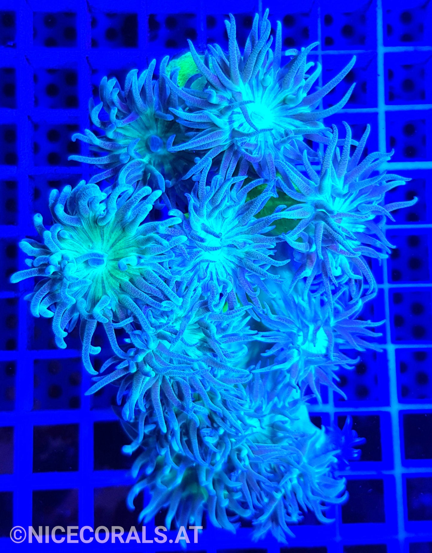 Duncanopsammia axifuga