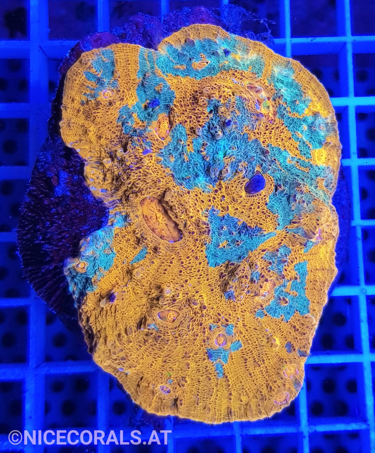 Chalice Katar Orenji