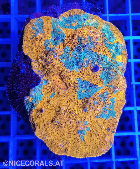 Chalice Katar Orenji