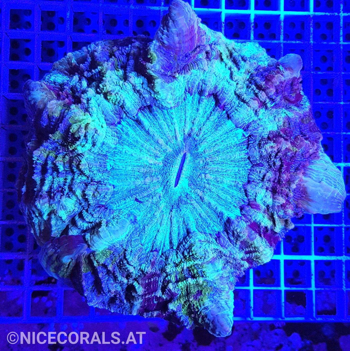 Cynarina SP. Acanthophyllia