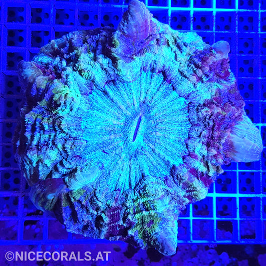 Cynarina SP. Acanthophyllia