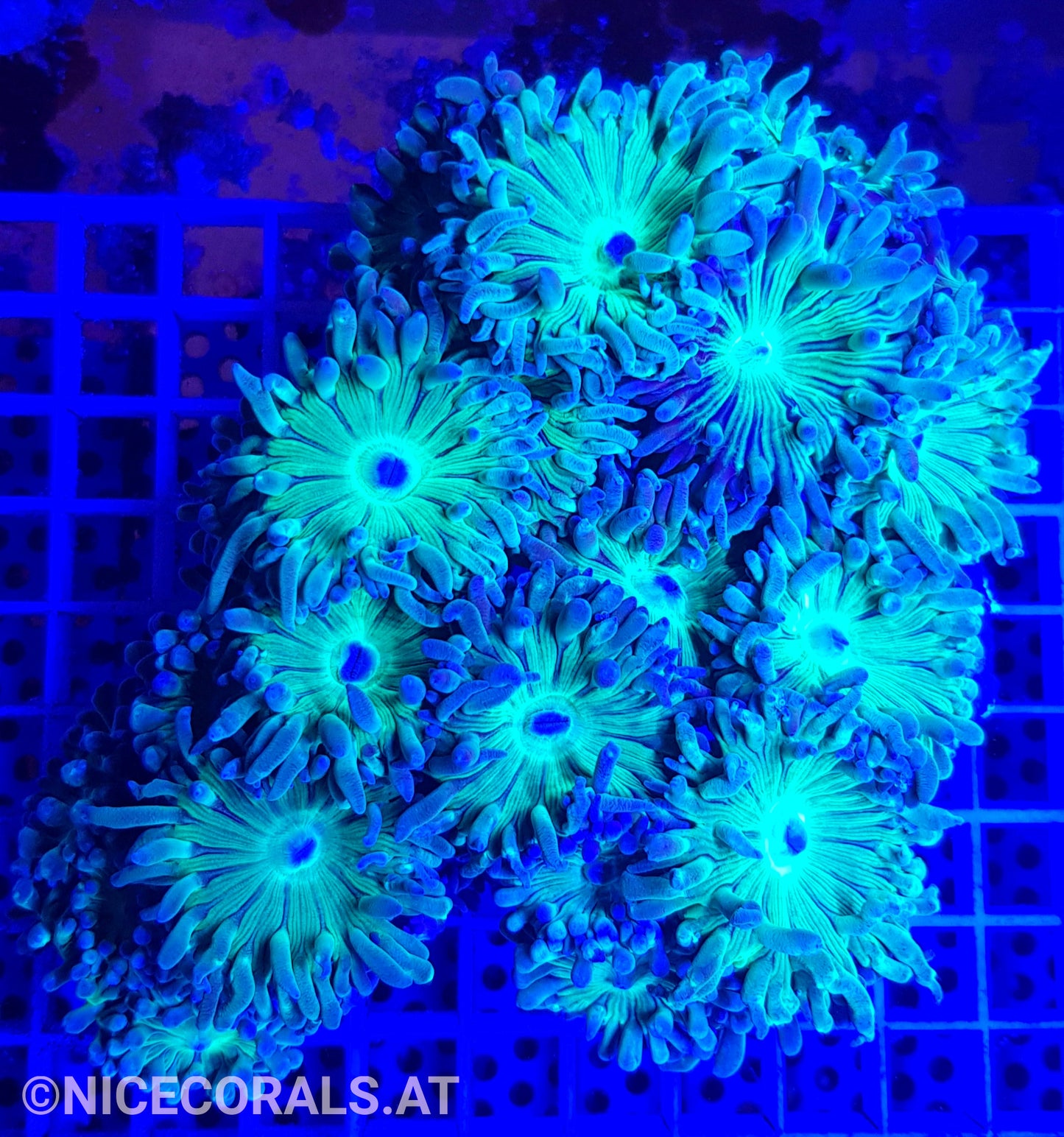 Duncanopsammia axifuga