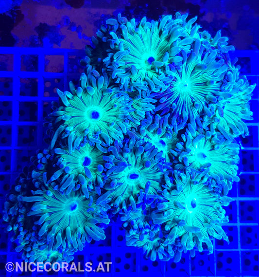 Duncanopsammia axifuga