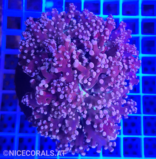 Euphyllia Paradivisa