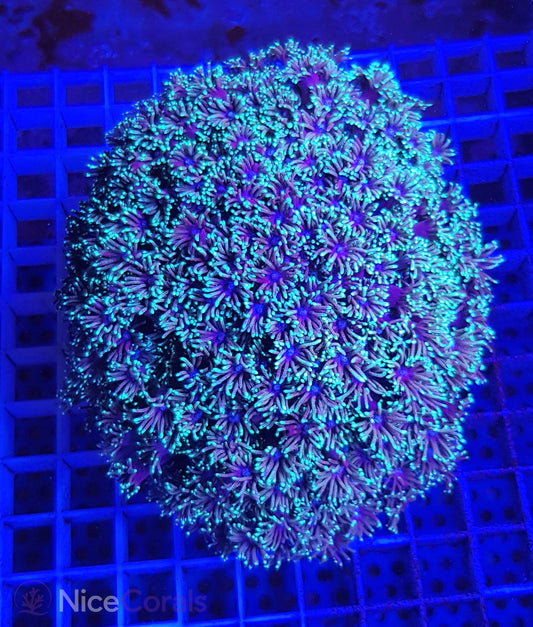 Goniopora