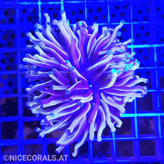 Euphyllia cristata gold