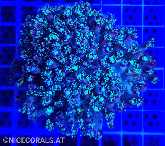Goniopora