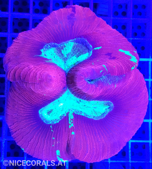 Trachyphyllia