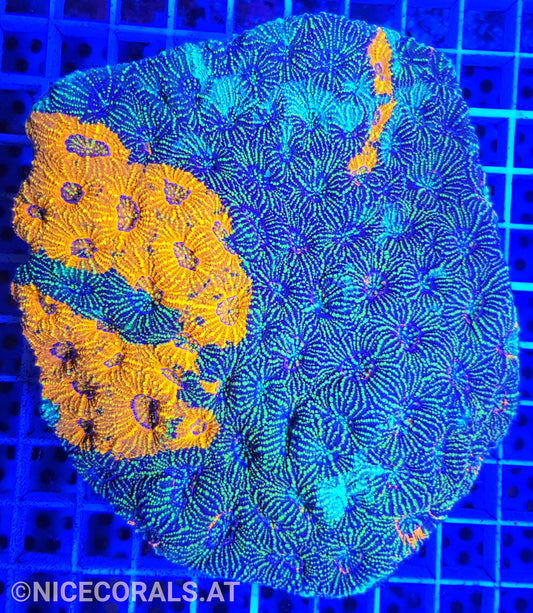 Acanthastrea