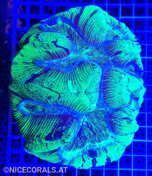 Trachyphyllia XXL