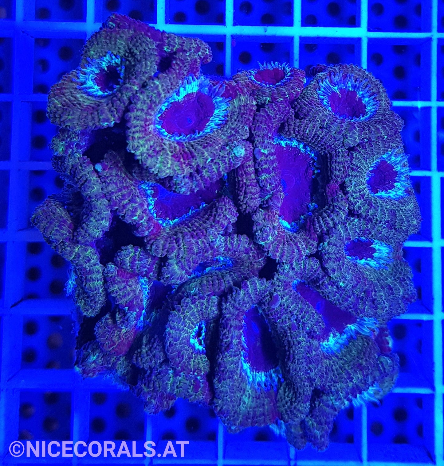 Acanthastrea