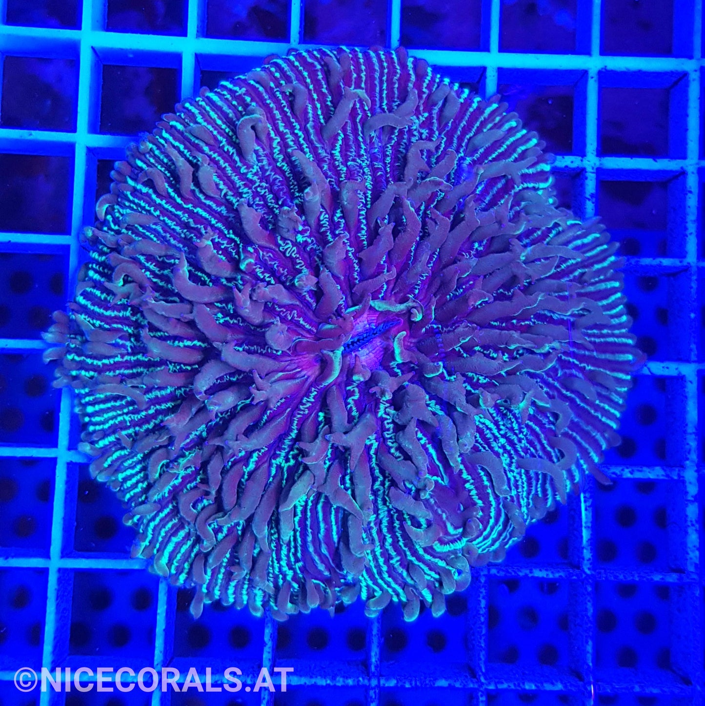 Fungia