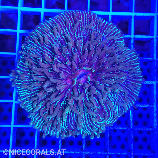 Fungia