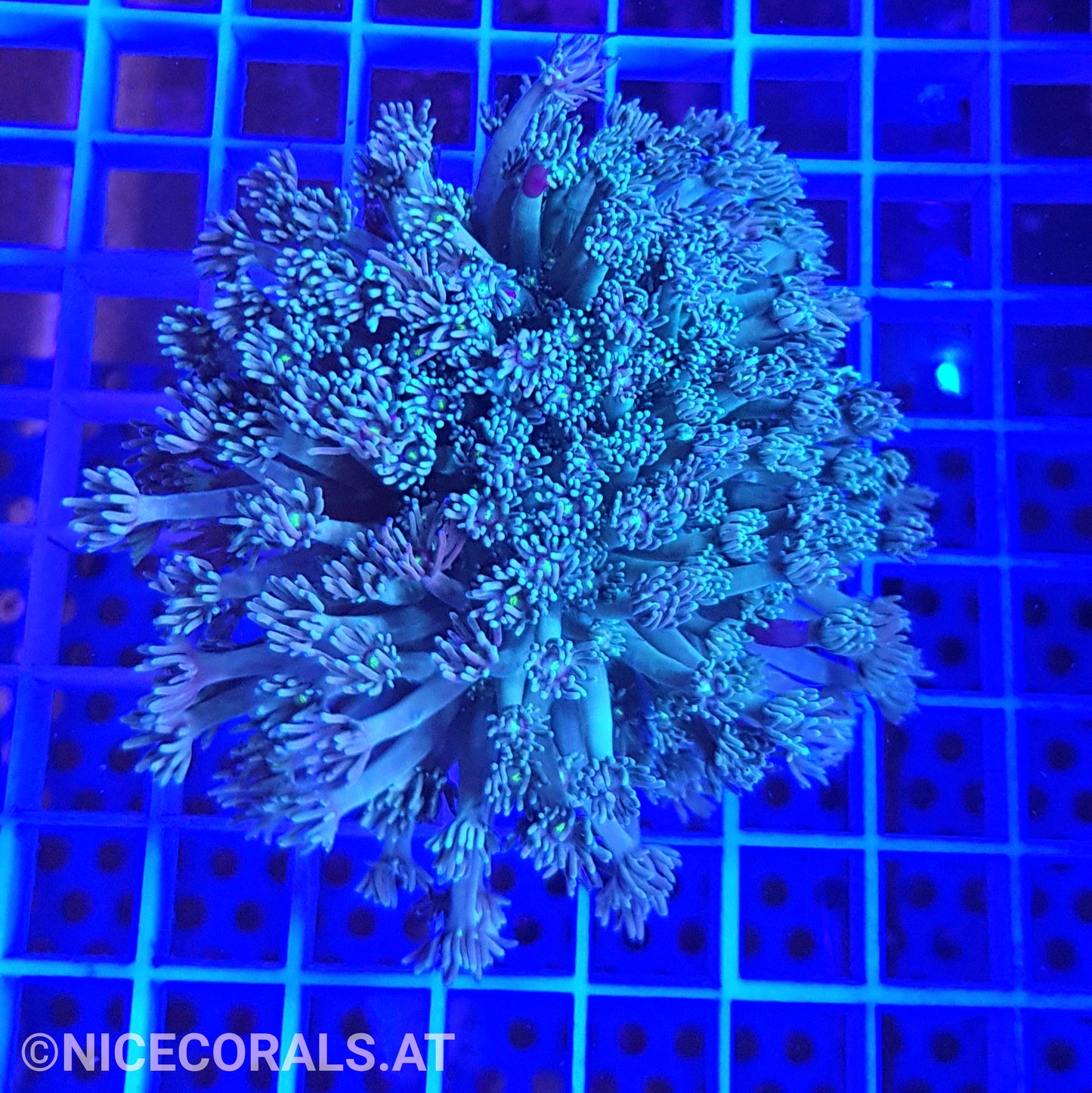 Goniopora