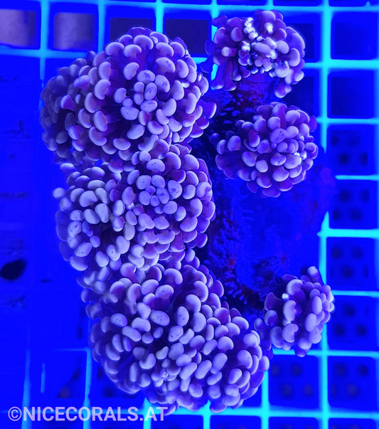 Euphyllia Paraancora 4-5 Heads