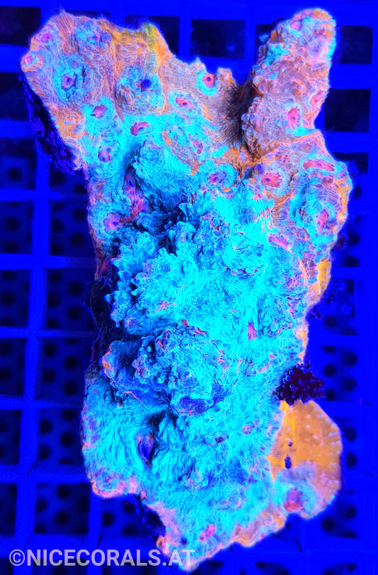 Chalice Katar Orenji