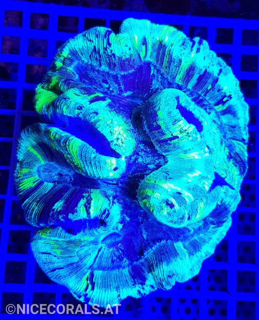 Trachyphyllia Metallic Green