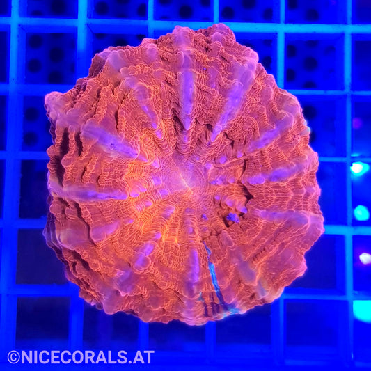 Cynarina SP. Acanthophyllia
