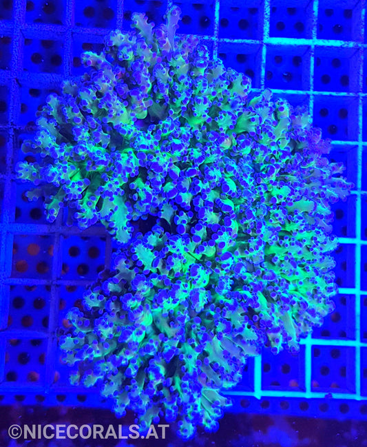 Euphyllia Divisa