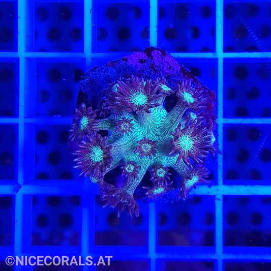 Goniopora Galaxy