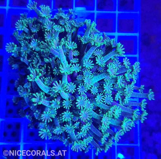 Alveopora
