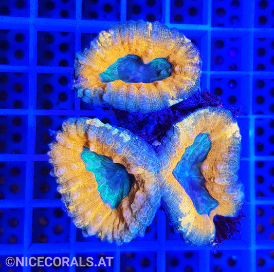 Lobophyllia