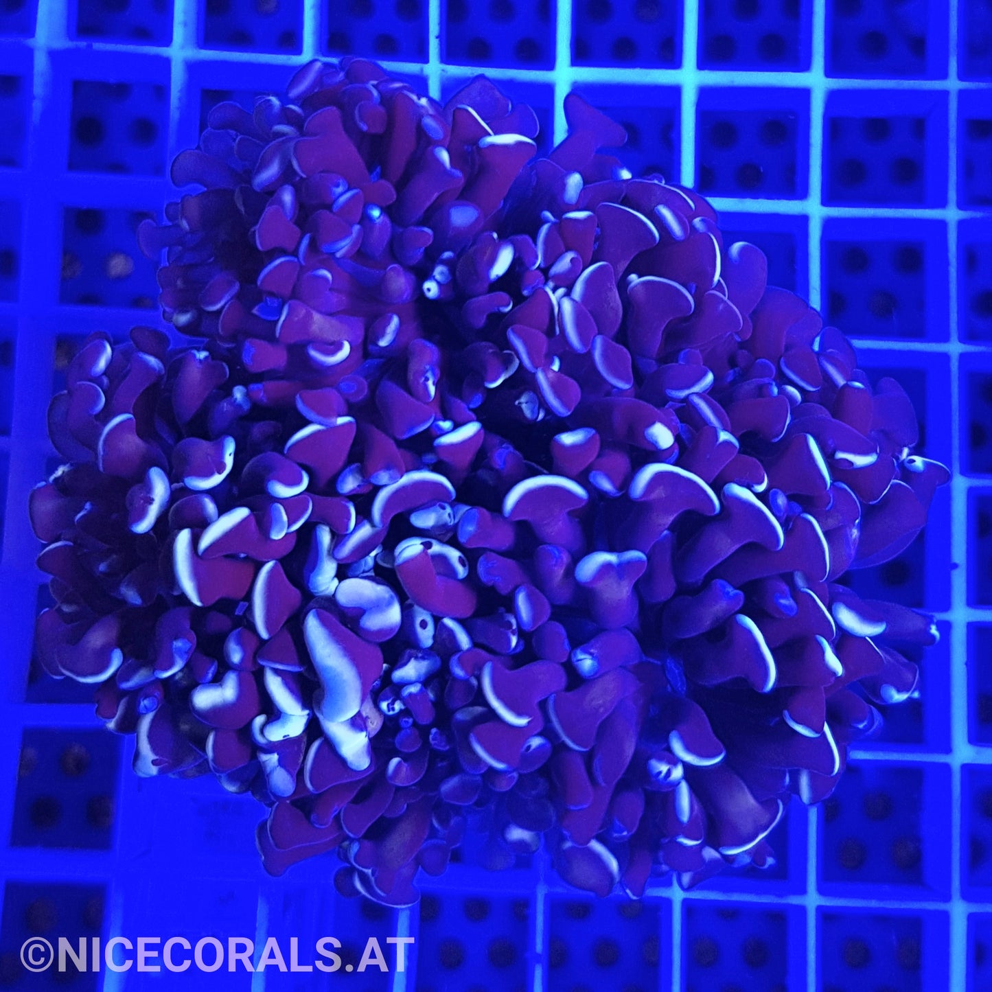 Euphyllia Paraancora 4-5 Heads