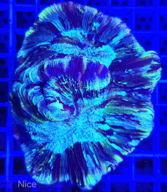 Trachyphyllia