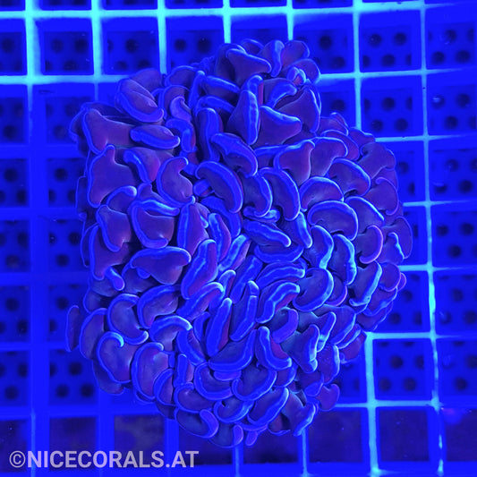 Euphyllia ancora