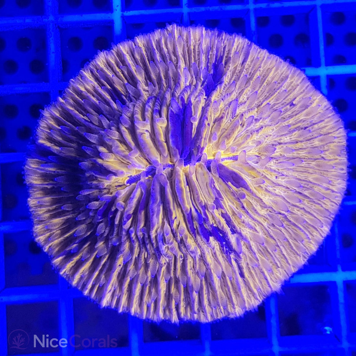 Cycloseris