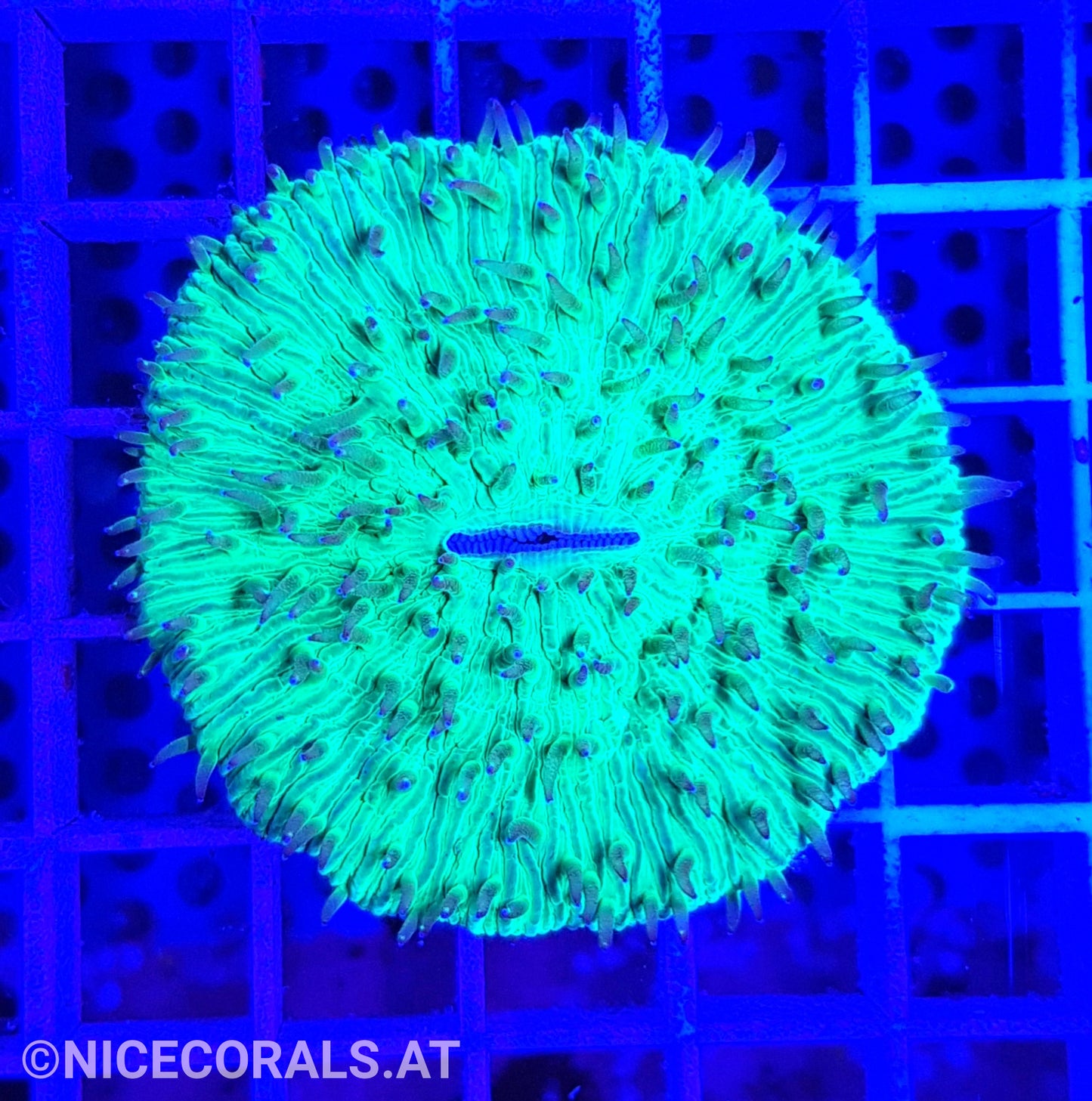 Cycloseris