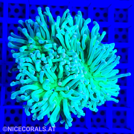 Euphyllia Cristata