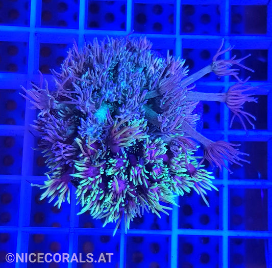 Goniopora Multicolor